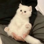 Joaquín Bravo avatar